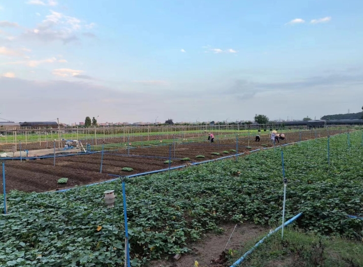 Vʳ͹˾vo(w)GɫЙC߲˵ą^e